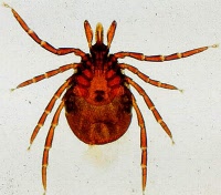 ixodes ricinus teek